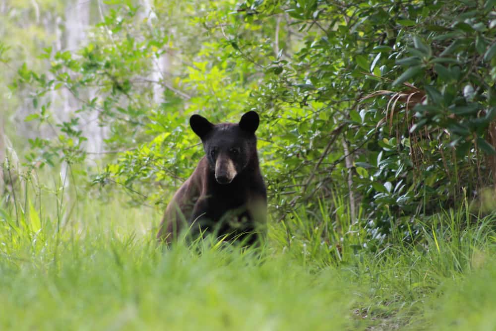 a florida black bear