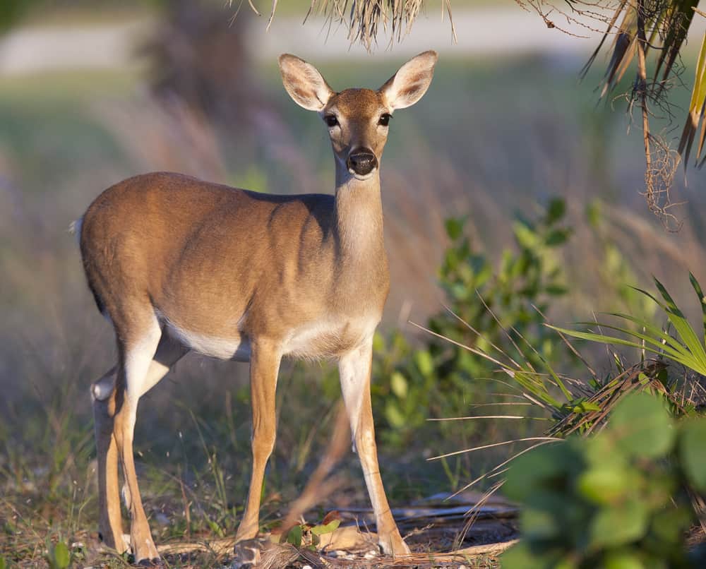 A Key Deer one of the native animals in Florida