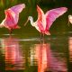 one of the exotic animals in Florida the Roseate spoonbills