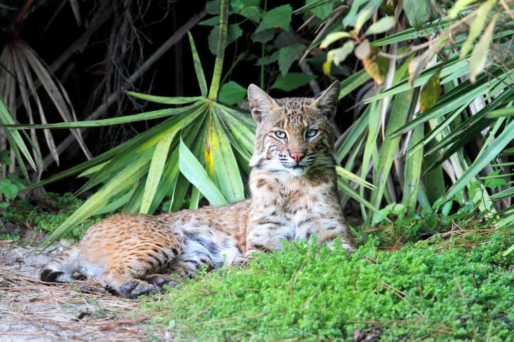 Wild bobcat relaxing in Florida