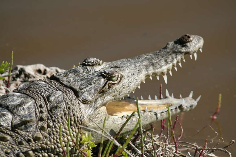 American crocodile in the Everglades