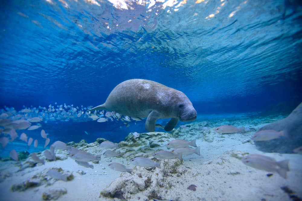 Manatee , Crystal River, Florida ,USA