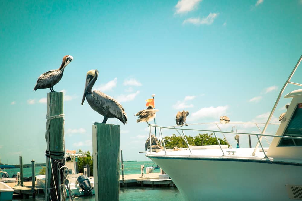 Pelicans near a boat 