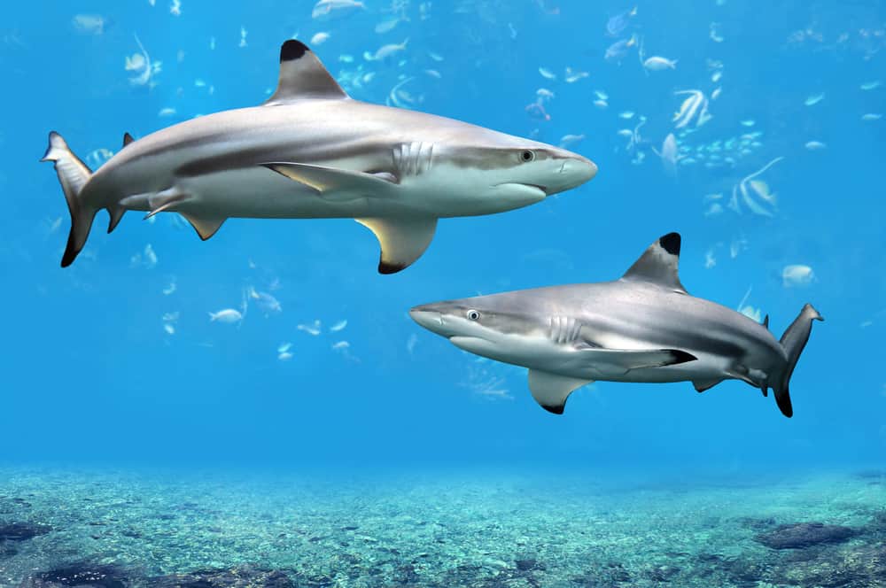 Blacktip Reef sharks swimming in tropical waters in Florida