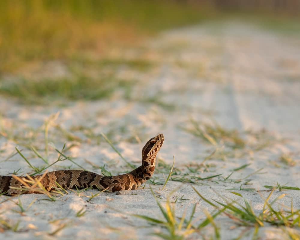 Juvenile Florida Cottonmouth on Road