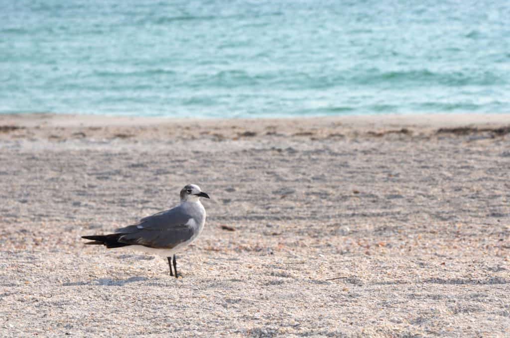 A seagull walks along the sands of Belleair Beach, one of the best beaches in Clearwater.