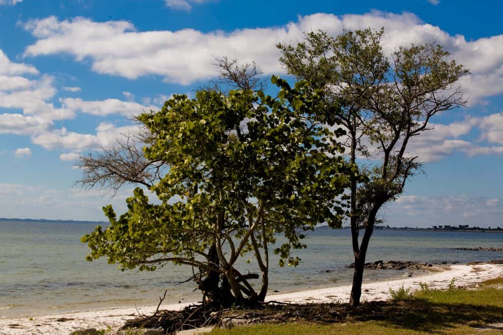 A tree stands in the grass just beyond the shores of Ben T. Davis Beach, one of the best beaches in Clearwater and St. Petersburg Florida.