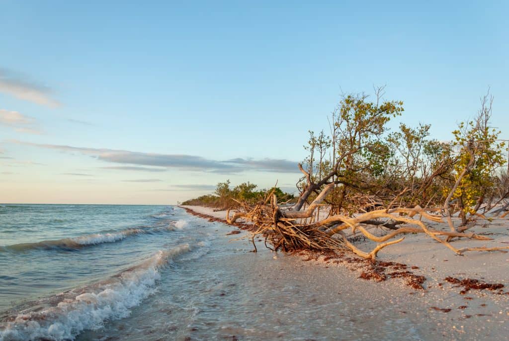 The waves roll in on the shore, the trees, and other brush on the beautiful Honeymoon Island.