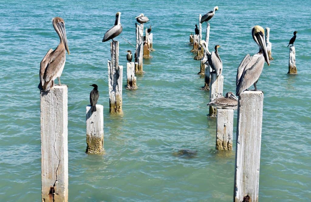 Pelicans perch on posts on Pass-A-Grille Beach.