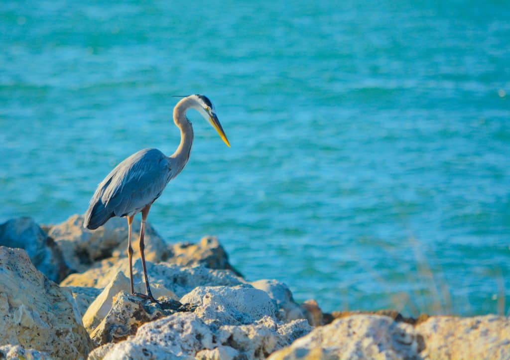 A heron perches on the rocky wave breakers at Sand Key Park, one of the best beaches in Clearwater.