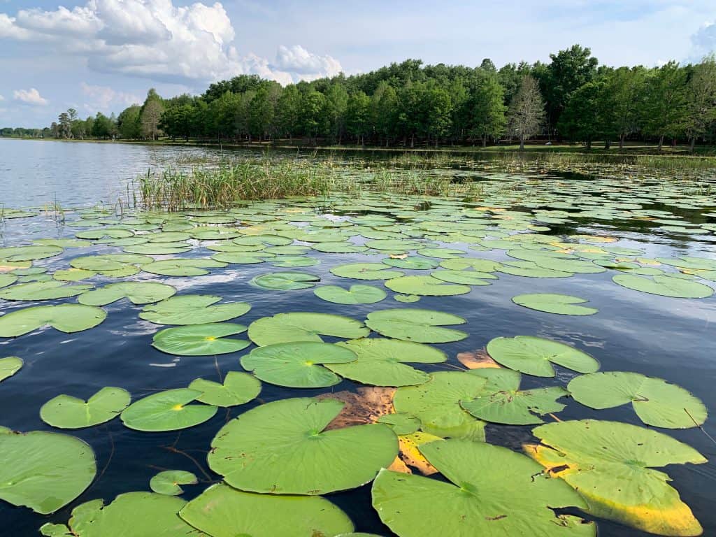 The lily pads of Turkey Lake as seen from Bill Frederick Park, one of the best places for camping in Orlando. 