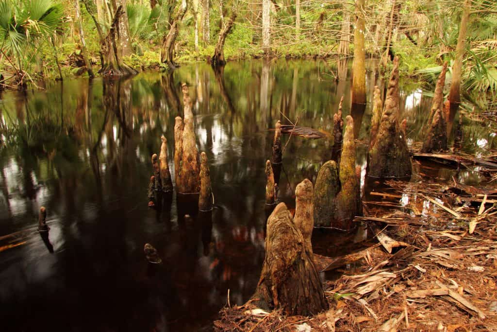 A creek's waters trickle at Jonathan Dickinson State Park.