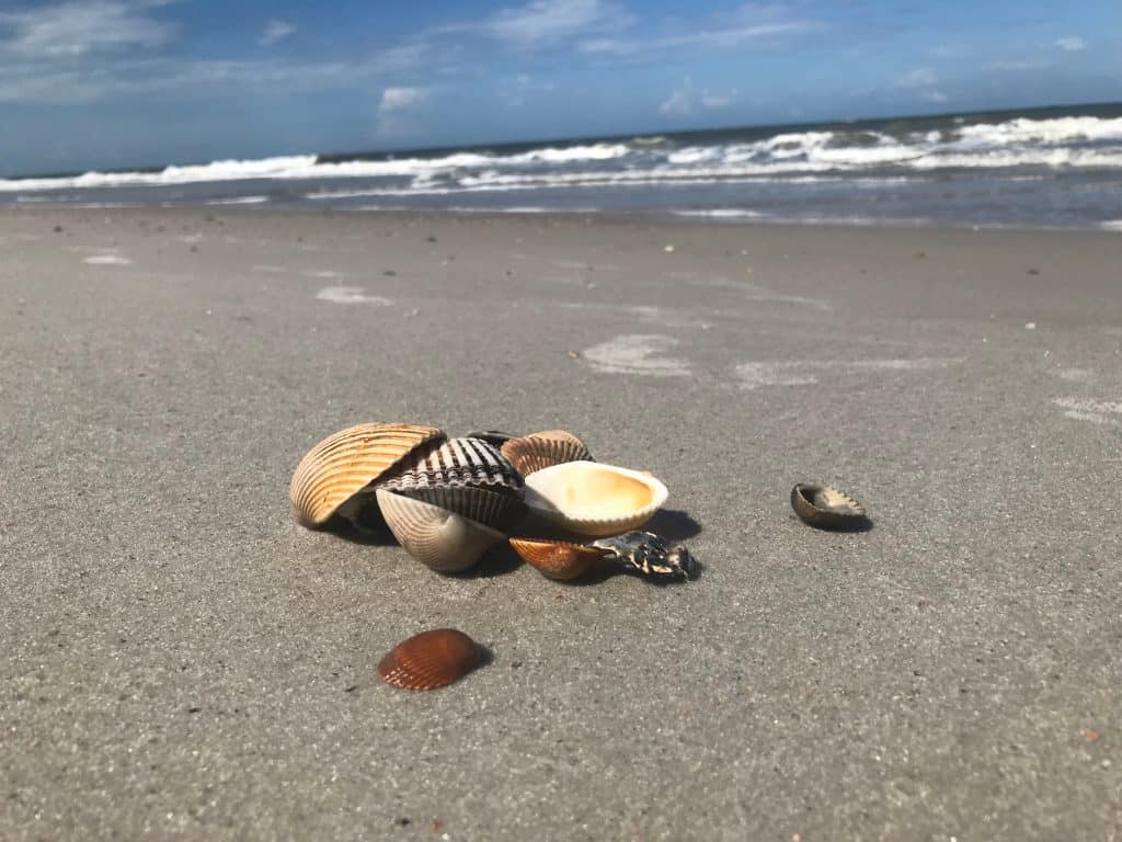 A pile of shells on the shores of Fernandina Beach, one of the best family beaches in Florida. 