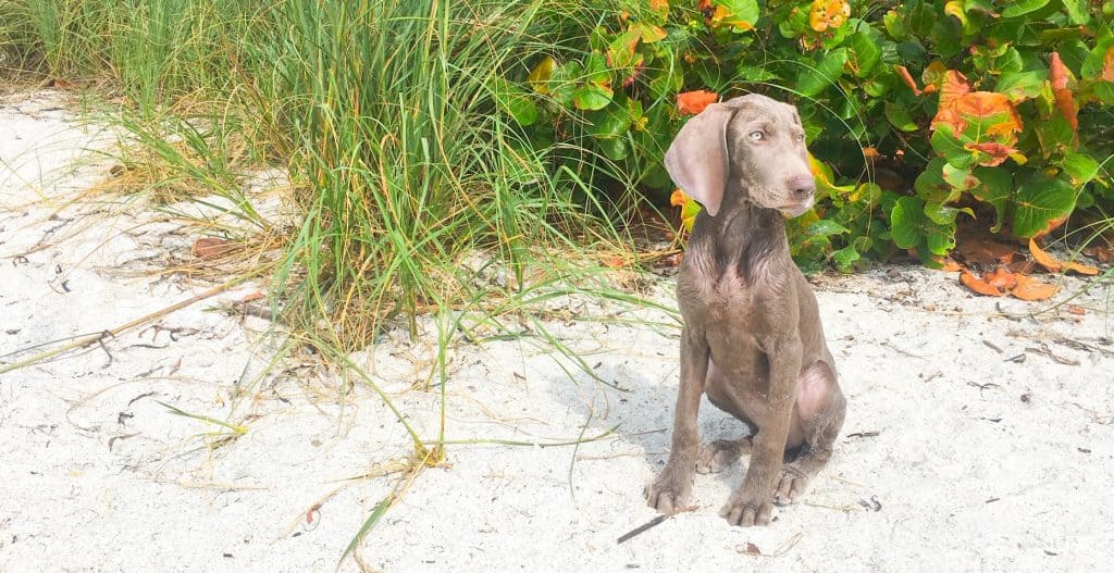 A puppy sits on the sandy shores on Fort De Soto Beach, one of the best family beaches in Florida.