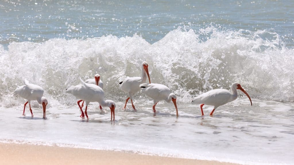 Ibises pick at the shoreline of Sanibel Beach, one of the best family beaches in Florida. 