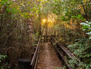 blackwater trail is one of the best hiking in florida