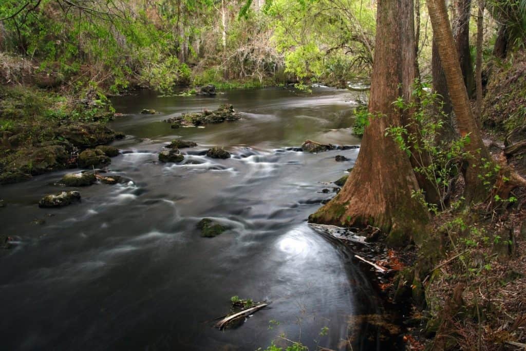 The water of the HIllsborough River gushes through the rocks, creating rapids on the River Rapids Nature Trail.