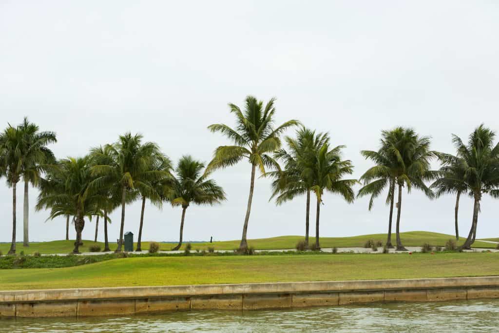 The rolling greens of Coral Oaks Golf Course, dotted with palm trees, in Cape Coral Florida. 