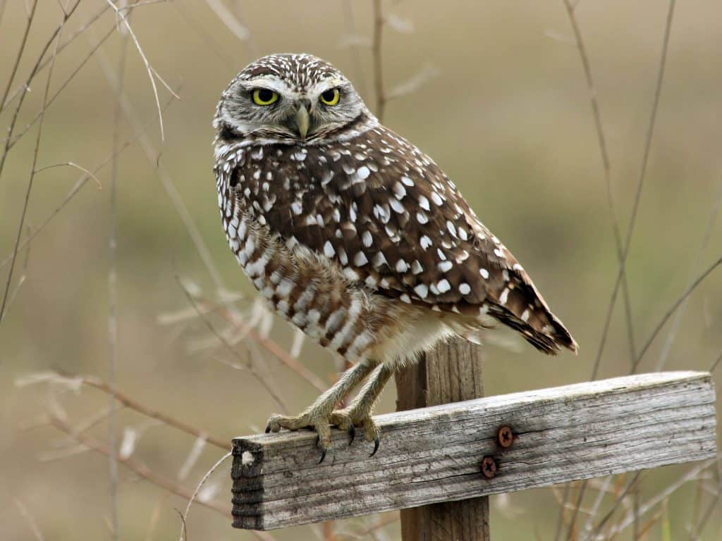 A burrowing owl perches on a post at the Four Mile Cove Ecological Preserve, one of the best things to do in Cape Coral. 