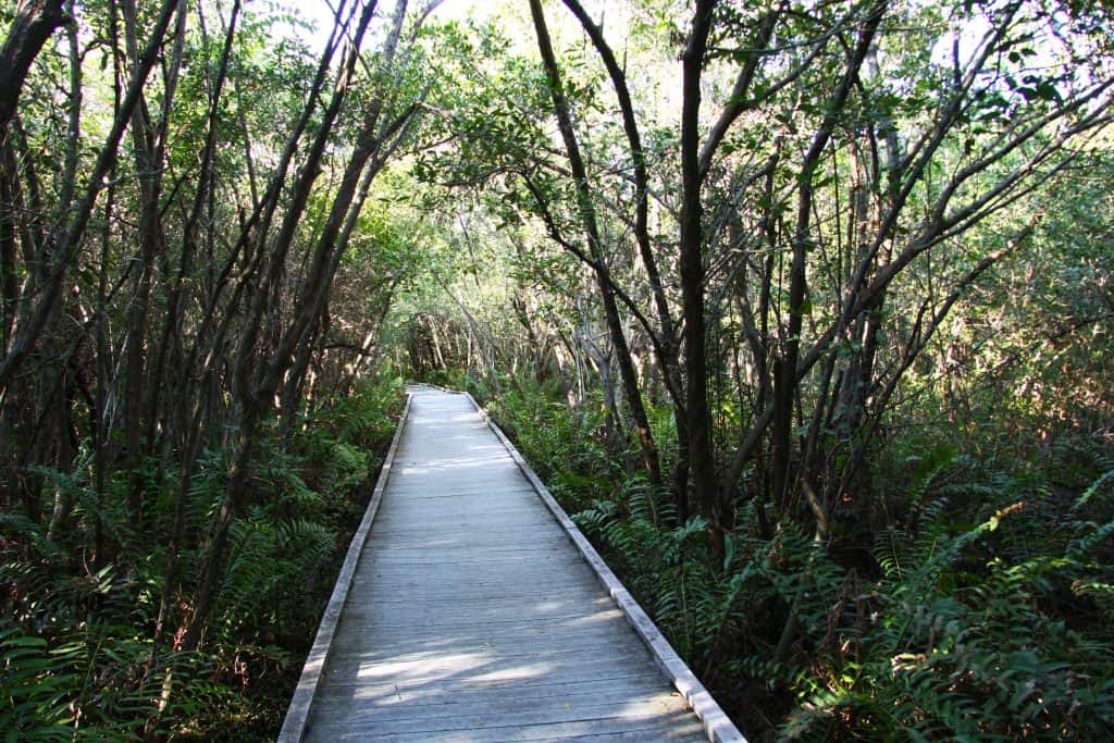 The boardwalk at Glover Blight winds through Rotary Park Environmental Center, one of the best things to do in Cape Coral.