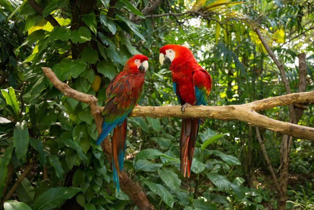 Parrots perch in a tree at Jungle Island, one of the best things to do in Miami.