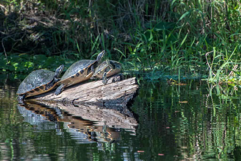 Turtles perch and sun themselves on a log in the waters of Blue Springs State Park.