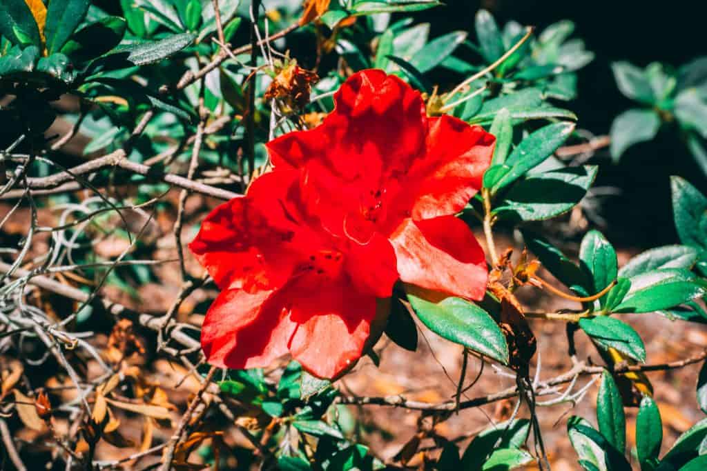 A flower blooms in the beautiful Azalea Kraft Garden, one of the best things to do in Orlando.