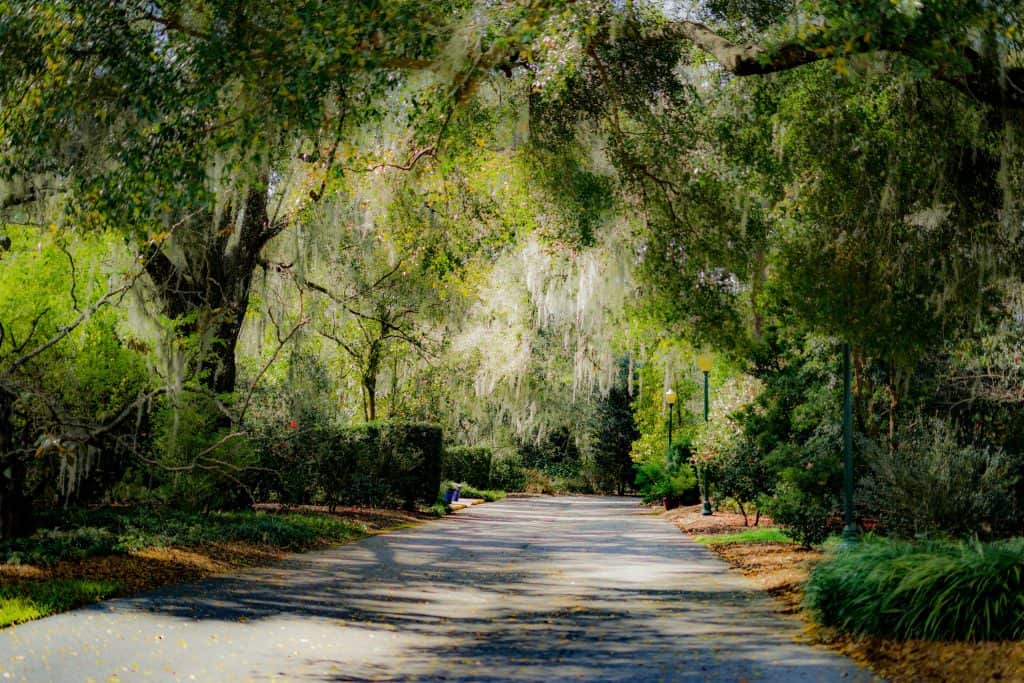 A paved walkway winds through Leu Gardens in Orlando, Florida. 