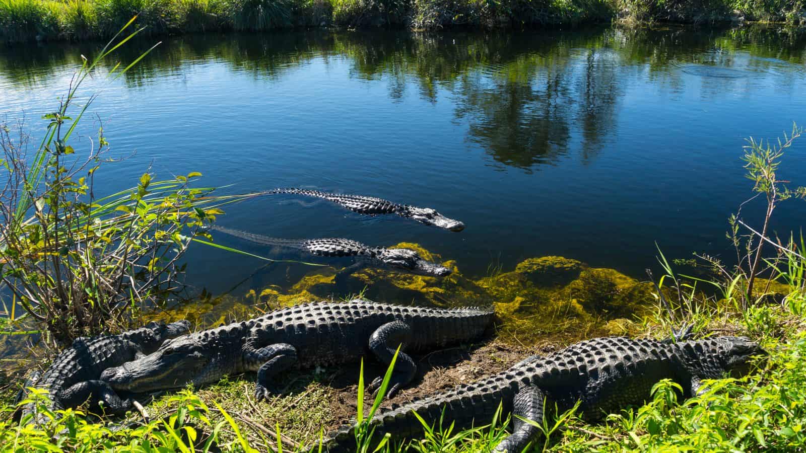 Escape to the Everglades: Your Gateway to Wild Florida