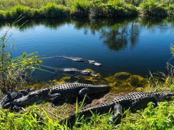 things to do in Everglades National Park