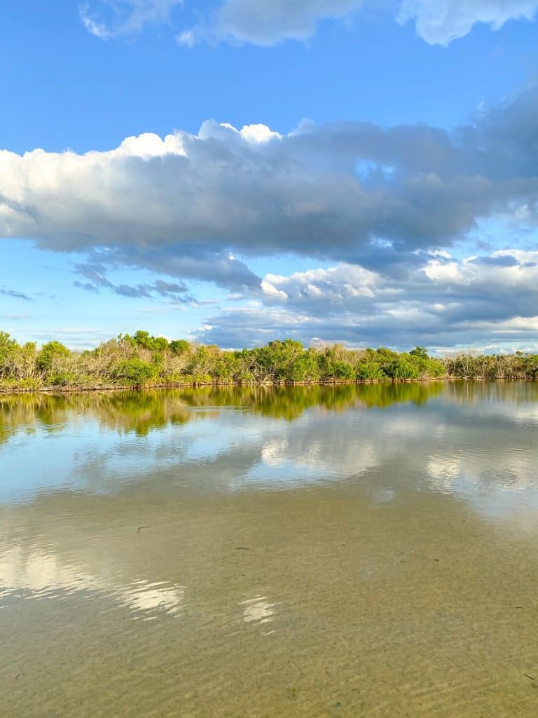 best places for wildlife viewing at honeymoon Island