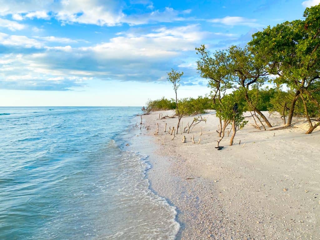 Drift wood at honeymoon Island North Beach