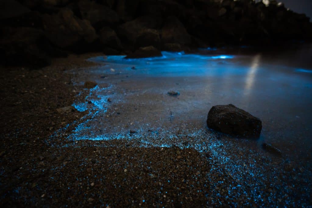 Bioluminescence can be seen in the waters of the Indian River Lagoon, one of the only places to go midnight kayaking in Florida.