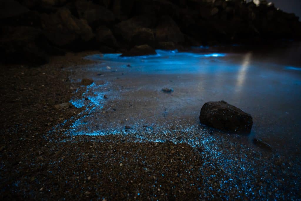 3 Best Places For Bioluminescent Kayaking in Florida - Florida Trippers