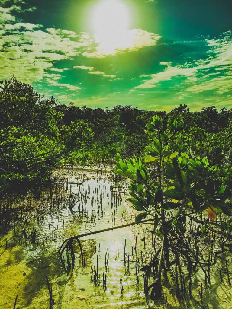 Peering through the mangrove forest as seen from a kayak on Little Crawl Key in Curry Hammock State Park.