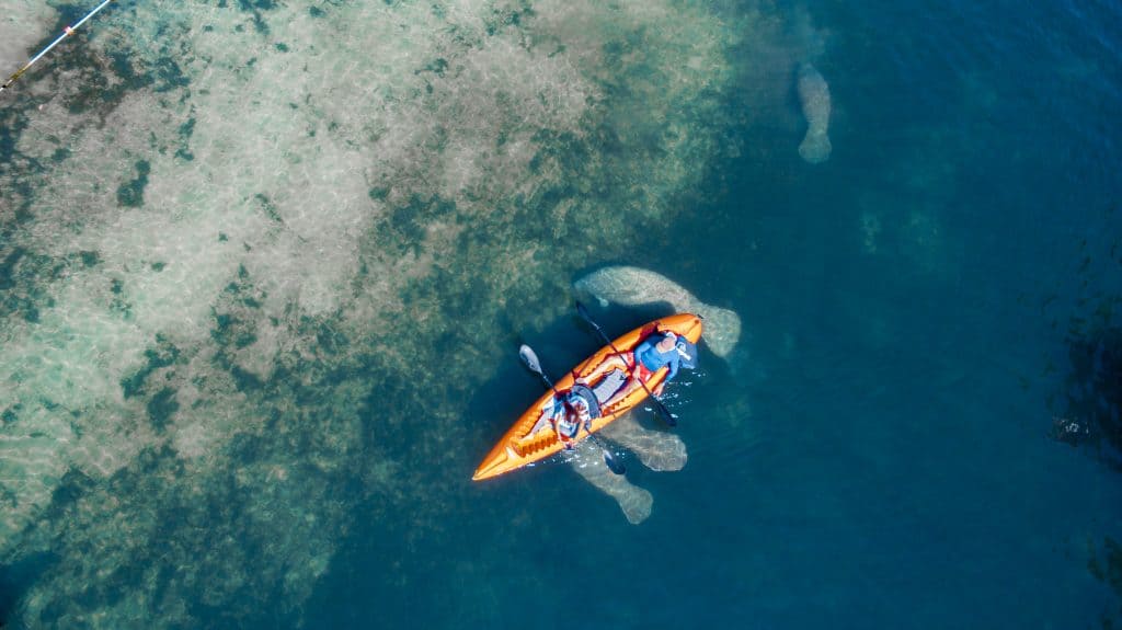 Two paddlers in a tandem kayak float over a family of manatees in Crystal River, one of the best places for kayaking in Florida.