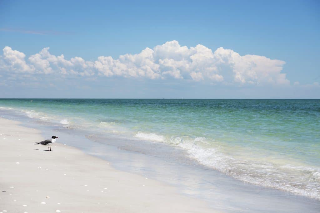 A seagull stands just above the shoreline of Gulfside City Park, one of the best Sanibel Island beaches.