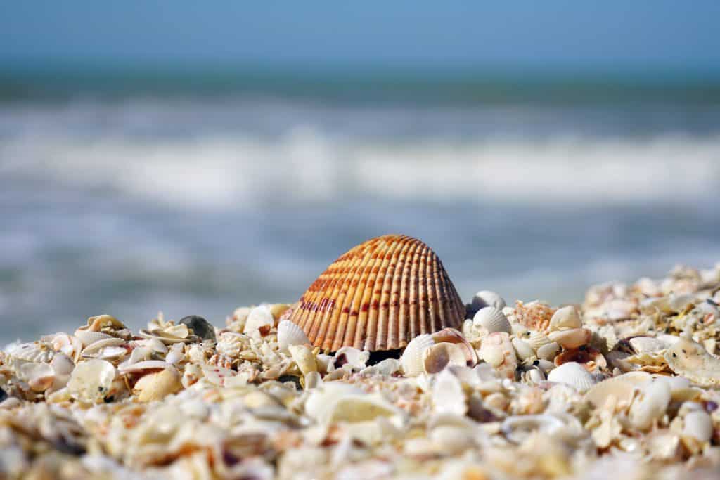 A shell sits on a pile of crushed shells on the best beaches in Sanibel.