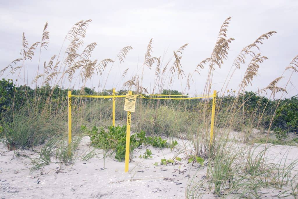 A sea turtles' nest is marked off with yellow caution tape on the best beach in Sanibel.