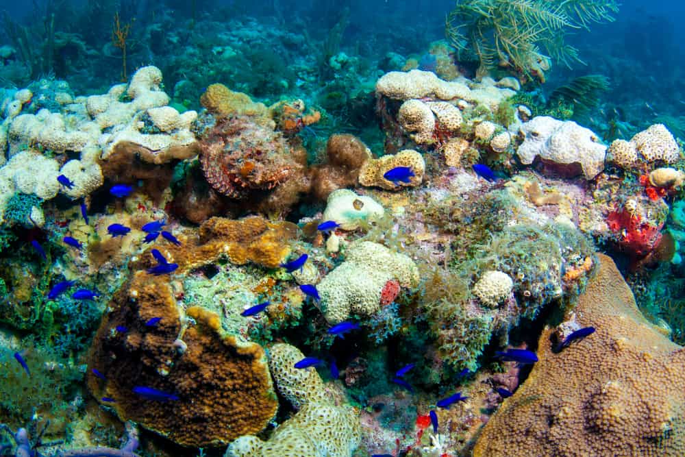 There is so much marine life just waiting to be seen at the dry tortugas