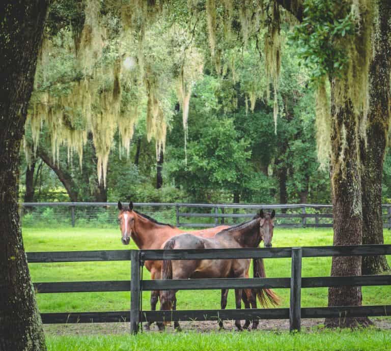 12 Beautiful Places For Horseback Riding In Florida ...