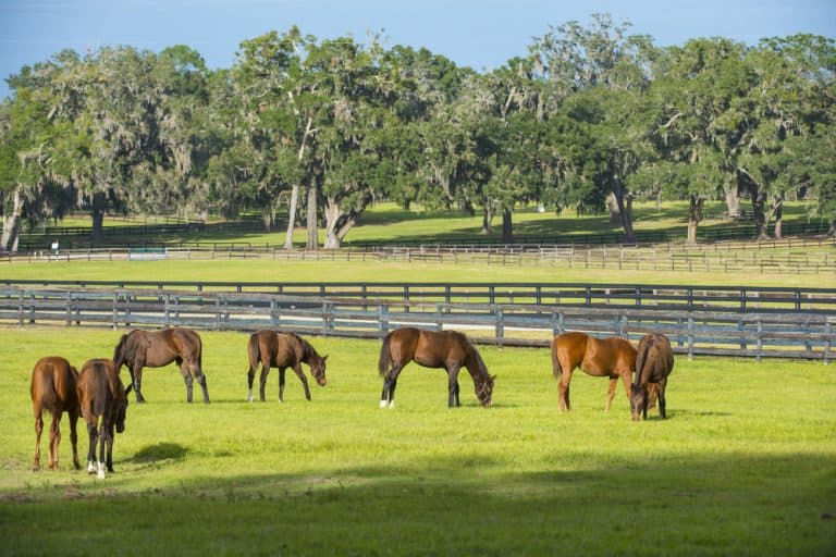 12 Beautiful Places For Horseback Riding In Florida Florida Trippers