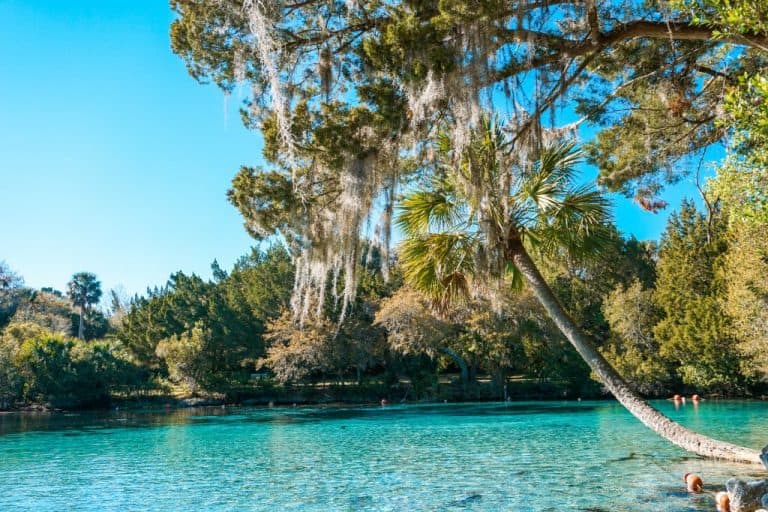 7 Prettiest Springs In Ocala You Must Visit Florida Trippers