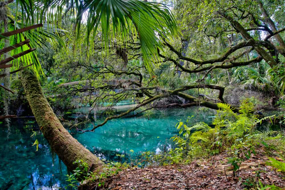 One of the beautiful springs in Ocala named Juniper springs