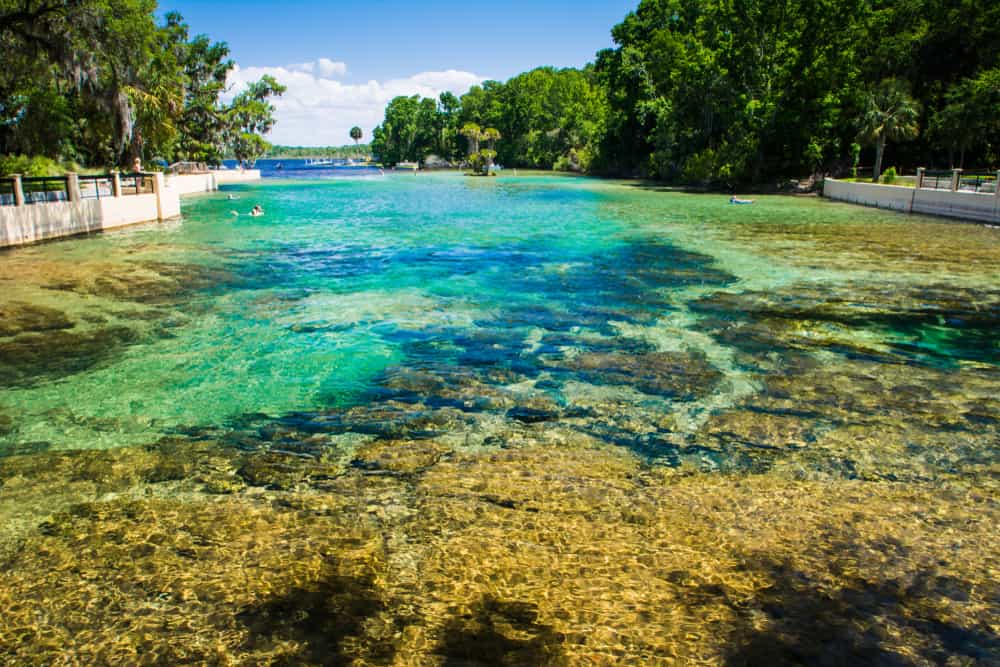 The colorful water of Salt Springs, one of the best springs near Orlando.