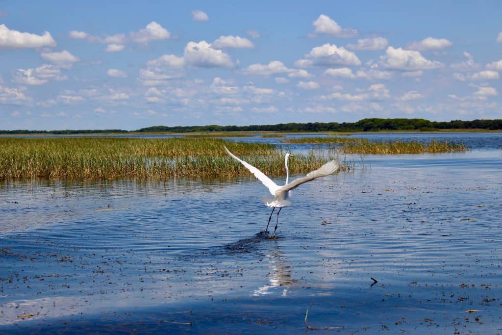 A great egret's feet skim the waters of Boggy Creek as it takes off.