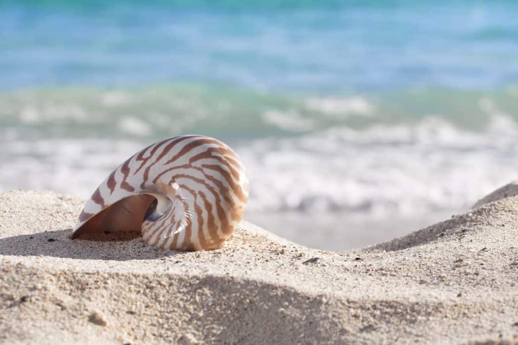 A striped shell sits on the sands of the beaches of the Ten Thousand Islands, where shelling is one of the best things to do in Marco Island.