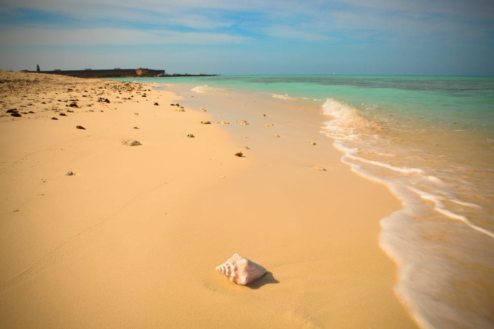 A single seashell one of the beautiful beaches near Fort Jefferson.