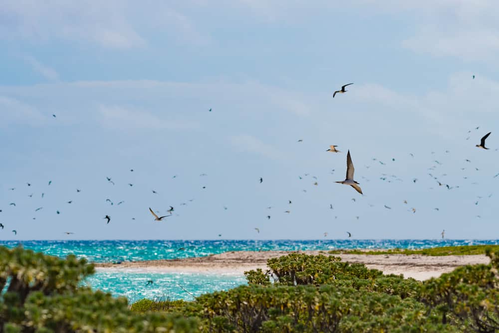 Flock of birds flying around the shores of Dry Tortugas.