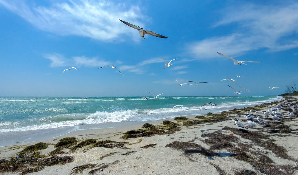 Seagulls flying over a beach